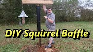 Birdwatchers who love to get birds on their balconies or patios. Diy Squirrel Baffle Bird Feeding Station With Cute Kitten Youtube