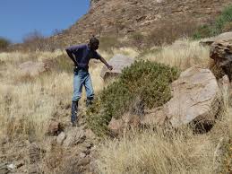 Image result for Petalidium englerianum