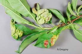 From wikipedia, the free encyclopedia. Fruit Tree Diseases Plant Diagnostic Health Topics