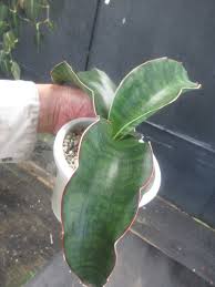 Image result for Sansevieria dawei