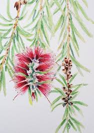 Bottlebrush Botanical Print A5 10x8 A4 14x11 A3 Australian Native Flower Wall Art Gift For Nature Lover Australian Native Flowers Australian Painting Botanical Art Drawing