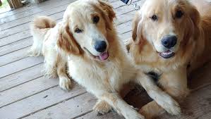 The current median price for all golden retrievers sold is $1,090.63. West Virginia Golden Retrievers Woodhylle Farms Home Facebook
