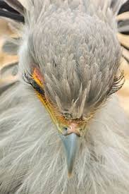 Bird A La Mode Cps Birds Illustrations On Pharmaceutical Boxes Bird Watercolor Bird And Sketchbooks