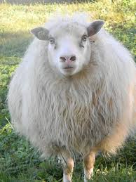 Black And White Sheep Breeds Nz Icelandic Wool Yarn White Sheep Breeds Cute Sheep Sheep Pig