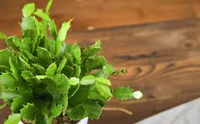 Christmas cactus turning white a christmas cactus that is turning white can do so as a consequence of several environmental factors. Dammann S Garden Company Troubleshooting Common Christmas Cactus Concerns