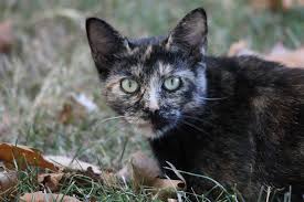 Kedi Doga Yirtici Hayvan Pixabay De Ucretsiz Fotograf