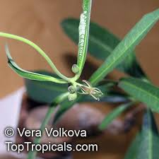 Image result for Raphionacme lanceolata