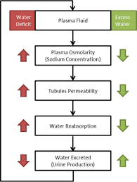 Urinary System Flow Chart Www Bedowntowndaytona Com