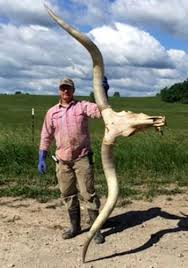 Urbalabs mini texas longhorn skull & horns wall sculpture bull red white blue. Img 8383 Huge Texas Longhorn Steer Skull You Might See One Of These If You Come To Dcc For A Tour
