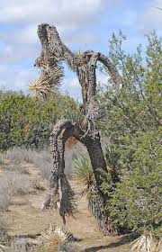 The sun's altitude in arthur b. Monster Joshua Tree Picture Of Arthur B Ripley Desert Woodland State Park Lancaster Tripadvisor