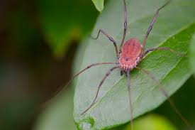 While they do have 8 legs like spiders. Grand Daddy Long Legs Pops Mojo Photos