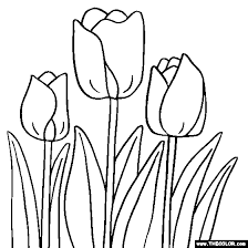 Tulips, as a garden plant, were first cultivated in persia. Tulip Flower Colouring Pages