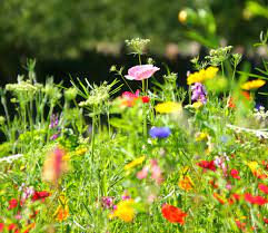 How do you plant a wildflower garden? Sowing Wildflower Seeds To Create A Wildflower Garden How To Guide