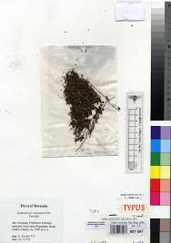 Image result for Stemodiopsis