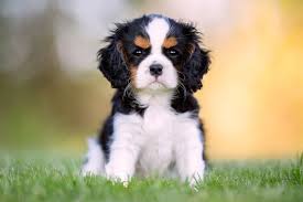 Our oldest daughter braylea has one of our cavalier king charles spaniel puppies from our august 2015 litter at college with her at texas tech university. How To Groom A Cavalier King Charles Spaniel American Kennel Club