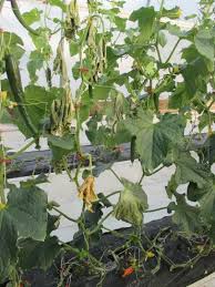 Once the cucumber has turned completely yellow or orange, it is no longer suitable for consumption. Cucumber Leaves Turning Yellow Brown Or White Diseases Pests Problems Atlantic Aspiration