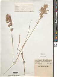 Image result for Eragrostis patens
