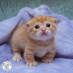 Munchkin Scottish Fold - Kitten Wet Food | Pet Paradise