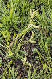 Image result for Pycreus nitidus