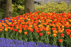 We did not find results for: How To Plant Tulips How To Care For Tulips