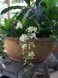 Image result for Clerodendrum abilioi