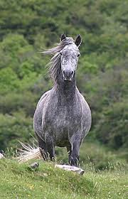Meet ghost, 14.1h 11 y/o super cute connemara pony looking for his new home. Connemara Pony Wikipedia