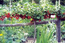 Knowing the hardiness zone lets you know if a plant will survive in your area. Growing Currants Organic Gardening Mother Earth News Fruit Trees Espalier Fruit Trees Growing Raspberries