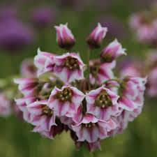 Image result for Nectaropetalum