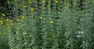 C Tripteris Flower Tower Native Plants Rain Garden Landscape Design