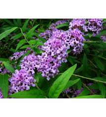 Image result for Komule střídavolisté