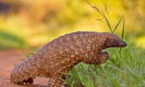 Nama spesies diambil dari bahasa daerah gayo di aceh tengah: 7 Spesies Hewan Yang Kini Terancam Punah Di Malaysia Salah Satunya Black Shrew Semua Halaman Suar