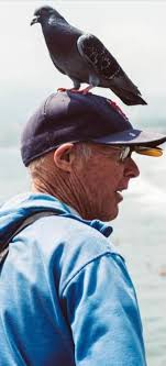 Birds cleverly disguise themselves with false mustaches