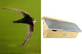 Image result for Flyte Blackbird Nest Box