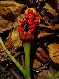 Arisaema franchetianum is a herbaceous perennial plant growing from a tuber that is usually renewed seasonally. Arisaema Wikiwand