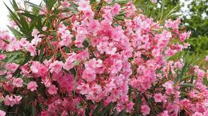 Het leerachtige, donkergroene blad blijft 's winters aan de takken. Oleander Nerium Oleander 20 Seeds Onszaden