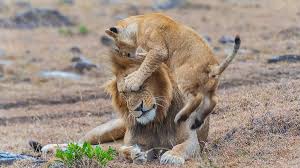 Wayfair.com has been visited by 1m+ users in the past month The Lion King Shows His Cub Who S Boss Cgtn