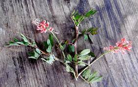 Image result for Indigofera astragalina