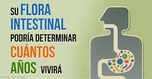 Resultado de imagen para FLORA INTESTINAL