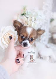 Search our free papillon breeders directory, the largest breeder directory in the united states and canada. Papillon Puppies For Sale By Teacups Puppies Boutique Teacup Puppies Boutique