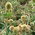 Image result for Cyathula natalensis