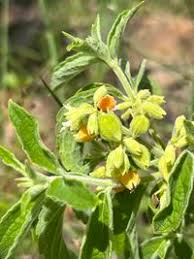 Image result for Hoslundia