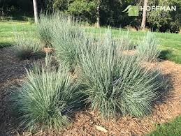 Image result for Schizachyrium brevifolium