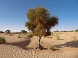 Image result for Balanites aegyptiaca