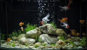 How intelligent is your goldfish? View Topic My Mother S Wish A Goldfish Tank Goldfish Aquarium Goldfish Tank Goldfish