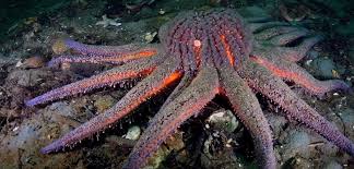 (donna gibbs/vancouver aquarium in schultz et al. Sunflower Star Imperiled By Sea Star Wasting Epidemic Hakai Institute