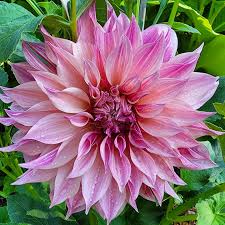 Image result for Anisosepalum