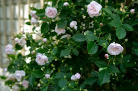 Find the perfect rose picture from over 40,000 of the best rose images. Types Of Roses