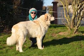 Le chien de montagne des pyrénées est un chien de grande taille, à la charpente imposante et forte, tout en dégageant une certaine grâce dans ses lignes et son allure. Considerations Sur Le Chien Montagne Des Pyrenees Race Montagne Des Pyrenees