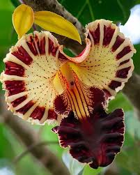 Image result for Napoleonaea