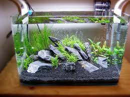 Setting Up Your Own Basic Planted Aquarium Fishing Tank Ideas Of Fishing Tank Fishingtanks Fishing Tan Aquarium Fish Aquarium Fish Tank Planted Aquarium